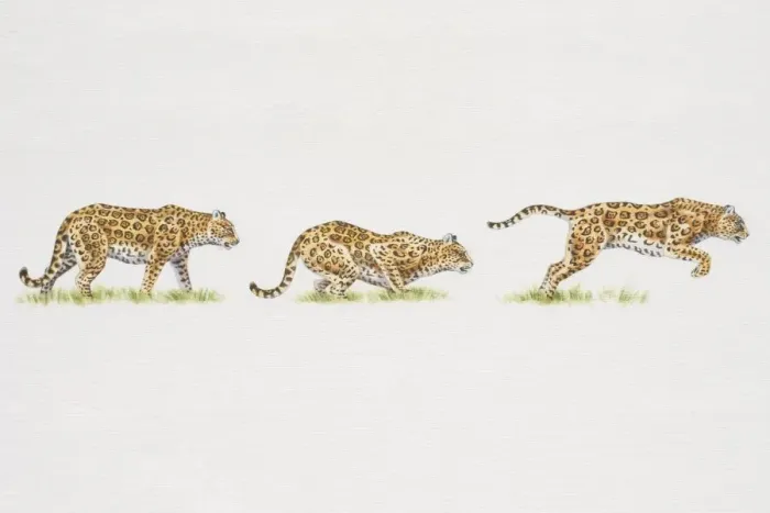 Framed Print : Jaguar (Panthera onca) moving from standing to crouching position and finally leaping Framed Print : Jaguar (Panthera onca) moving from standing to crouching position and finally leaping