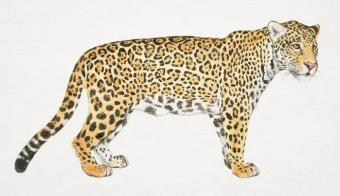 Framed Print : Jaguar, Panthera onca, side view Framed Print : Jaguar, Panthera onca, side view