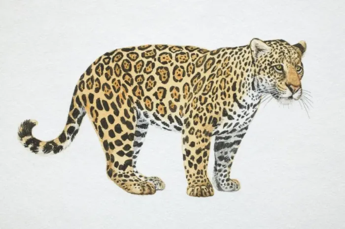 Framed Print : Jaguar, Panthera onca, side view Framed Print : Jaguar, Panthera onca, side view