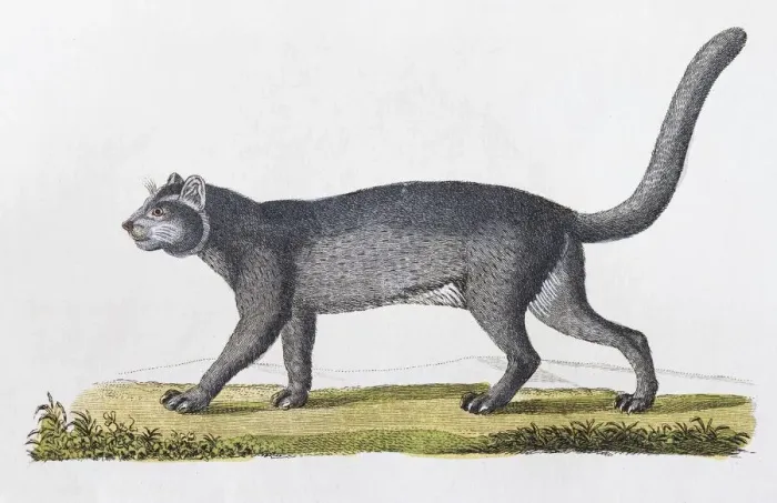 Framed Print : Jaguarundi (Felis Yaguarundi Lacep), hand-coloured copperplate engraving from Friedrich