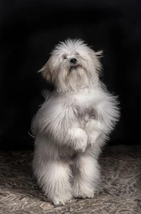 Framed Print : jairo. coton de tulear 2 Framed Print : jairo. coton de tulear 2