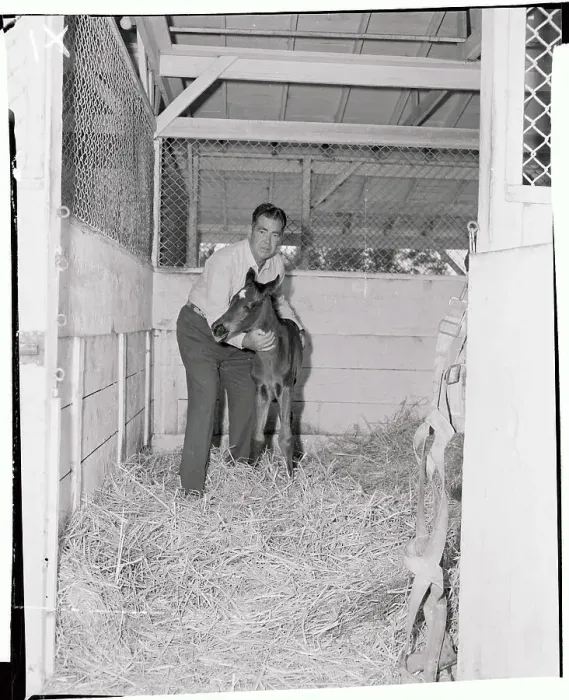 Framed Print : James D Norris with Newborn Colt Framed Print : James D Norris with Newborn Colt