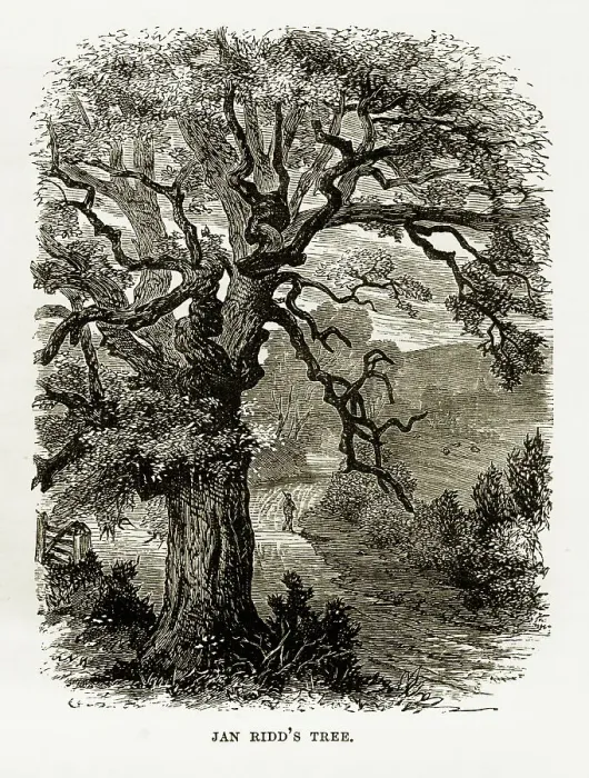 Framed Print : Jan Ridd's Tree, Exmoor, England Victorian Engraving, 1840