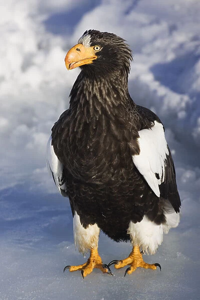 Japan, Hokkaido, Rausu, stellers sea eagle (Haliaeetus pelagicus)