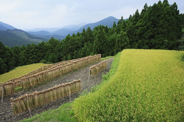 Japan, Mie Prefecture, Kumano Kodo, Harvesting rice hanging in paddy field, high angle view