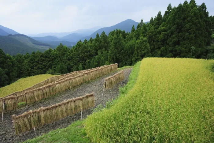 Framed Print : Japan, Mie Prefecture, Kumano Kodo, Harvesting rice hanging in paddy field, high angle view Framed Print : Japan, Mie Prefecture, Kumano Kodo, Harvesting rice hanging in paddy field, high angle view