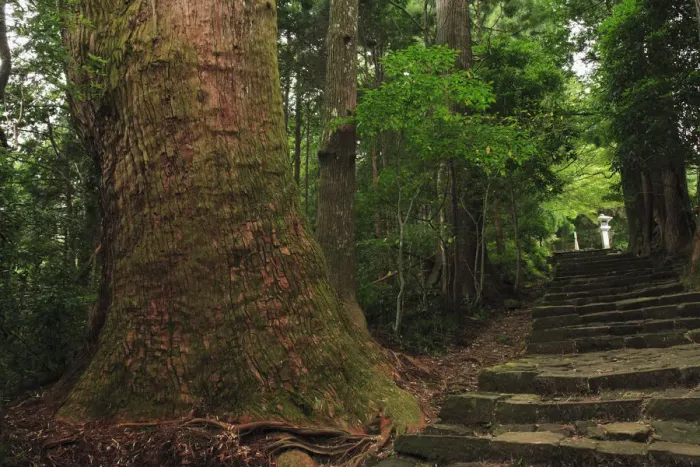 Framed Print : Japan, Wakayama, Kumano Kodo, Daimonzaka Slope, Stepped walkway in forest Framed Print : Japan, Wakayama, Kumano Kodo, Daimonzaka Slope, Stepped walkway in forest