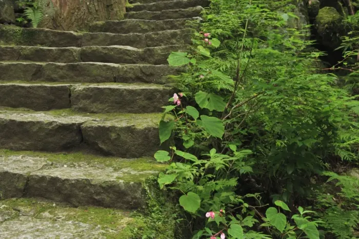 Framed Print : Japan, Wakayama, Kumano Kodo, Plants growing beside stone steps Framed Print : Japan, Wakayama, Kumano Kodo, Plants growing beside stone steps