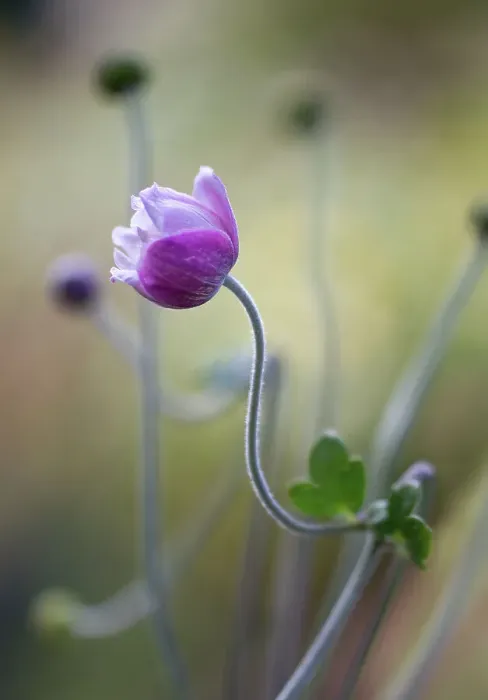 Framed Print : Japanese Anemone