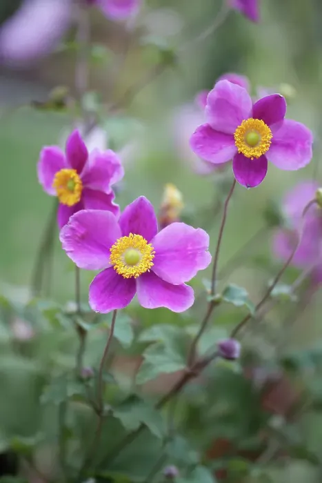 Framed Print : Japanese Anemones Framed Print : Japanese Anemones