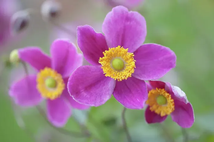 Framed Print : Japanese Anemones Framed Print : Japanese Anemones