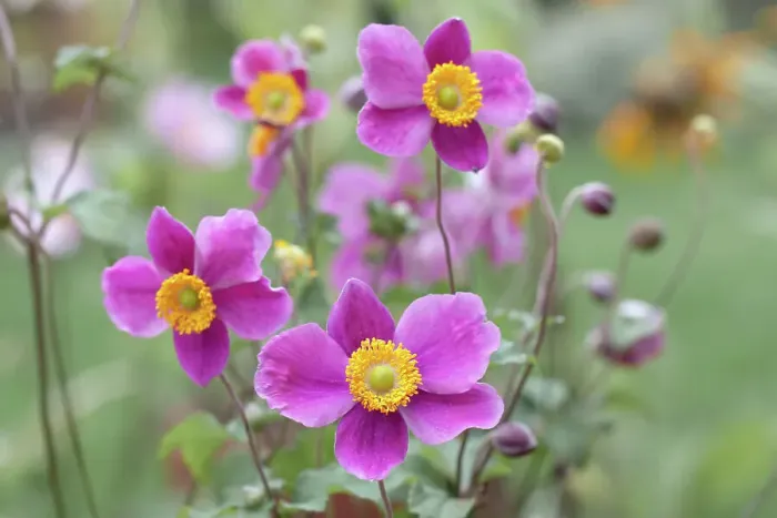 Framed Print : Japanese Anemones