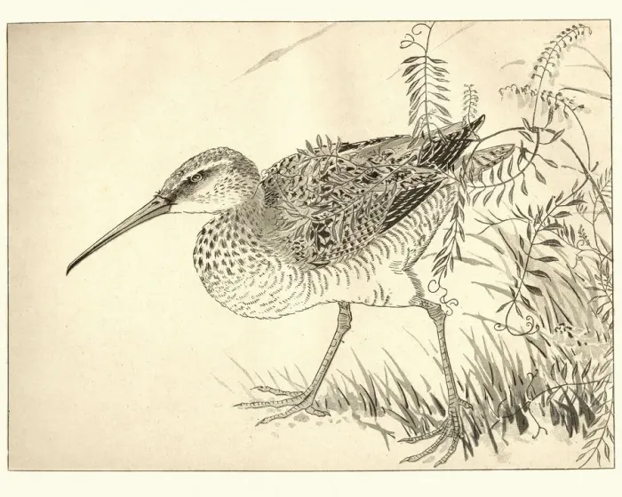 Framed Print : Japanese art, Study of a Wading bird, 19th Century Framed Print : Japanese art, Study of a Wading bird, 19th Century