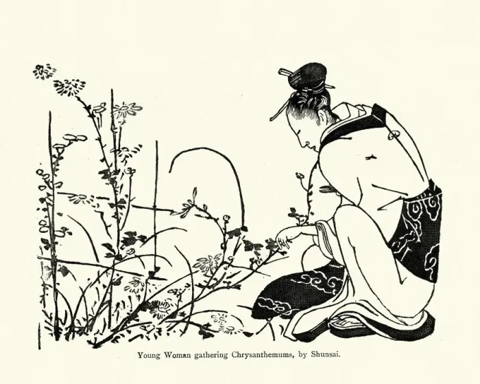 Framed Print : Japanese Art, Young woman gathering Chrysanthemums Framed Print : Japanese Art, Young woman gathering Chrysanthemums