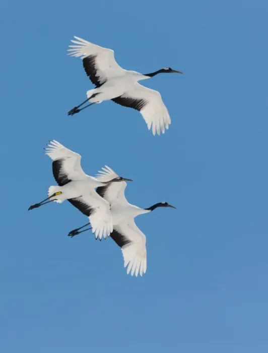 Framed Print : Japanese cranes, Hokkaido, Japan