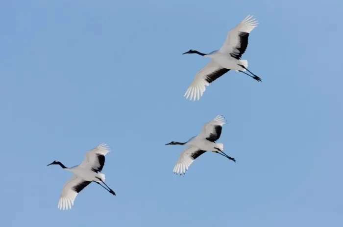 Framed Print : Japanese cranes, Hokkaido, Japan Framed Print : Japanese cranes, Hokkaido, Japan