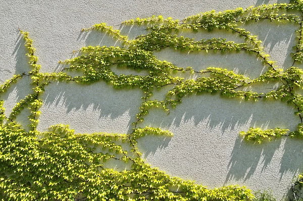 Japanese creeper, Boston ivy, Grape ivy, Japanese ivy, and woodbine -Parthenocissus tricuspidata- on a house wall, Munich, Bavaria, Germany, Europe