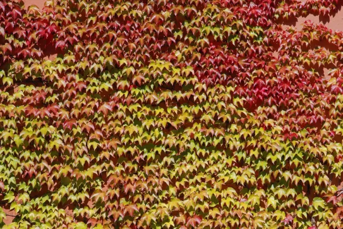 Framed Print : Japanese creeper, Boston ivy or Grape ivy (Parthenocissus tricuspidata), autumn Framed Print : Japanese creeper, Boston ivy or Grape ivy (Parthenocissus tricuspidata), autumn