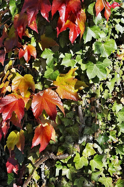Japanese Creeper or Boston Ivy (Parthenocissus tricuspidata) on Common Ivy (Hedera helix), Germany, Europe