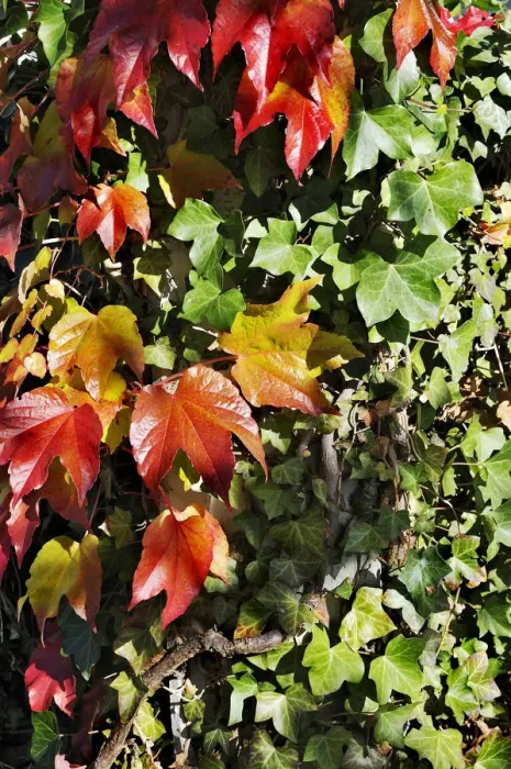 Framed Print : Japanese Creeper or Boston Ivy (Parthenocissus tricuspidata) on Common Ivy (Hedera helix), Germany, Europe Framed Print : Japanese Creeper or Boston Ivy (Parthenocissus tricuspidata) on Common Ivy (Hedera helix), Germany, Europe