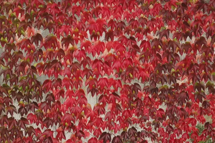 Framed Print : Japanese Creeper -Parthenocissus tricuspidata-, autumnal colouration, on a wall Framed Print : Japanese Creeper -Parthenocissus tricuspidata-, autumnal colouration, on a wall