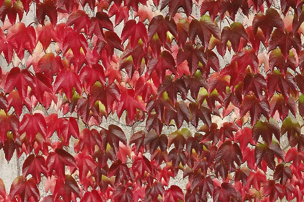 Japanese Creeper -Parthenocissus tricuspidata-, autumnal colouration, on a wall