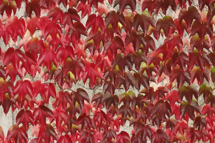 Framed Print : Japanese Creeper -Parthenocissus tricuspidata-, autumnal colouration, on a wall Framed Print : Japanese Creeper -Parthenocissus tricuspidata-, autumnal colouration, on a wall