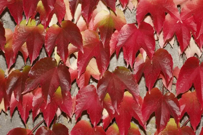 Framed Print : Japanese Creeper -Parthenocissus tricuspidata-, autumnal colouration, on a wall Framed Print : Japanese Creeper -Parthenocissus tricuspidata-, autumnal colouration, on a wall