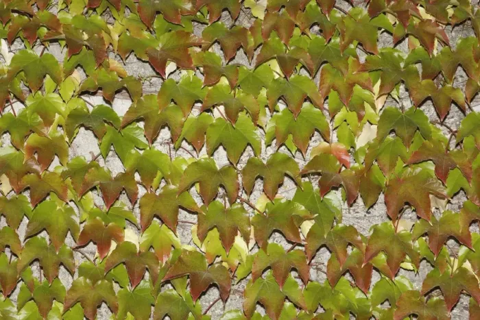 Framed Print : Japanese Creeper -Parthenocissus tricuspidata- on a wall Framed Print : Japanese Creeper -Parthenocissus tricuspidata- on a wall