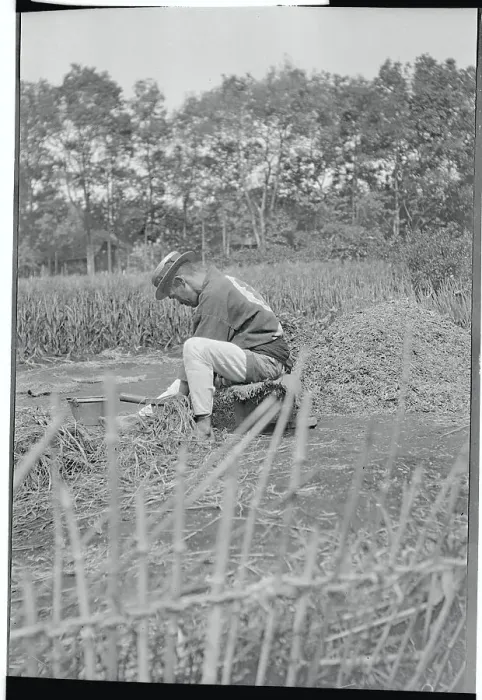 Framed Print : Japanese Farmer Harvesting Crops Framed Print : Japanese Farmer Harvesting Crops