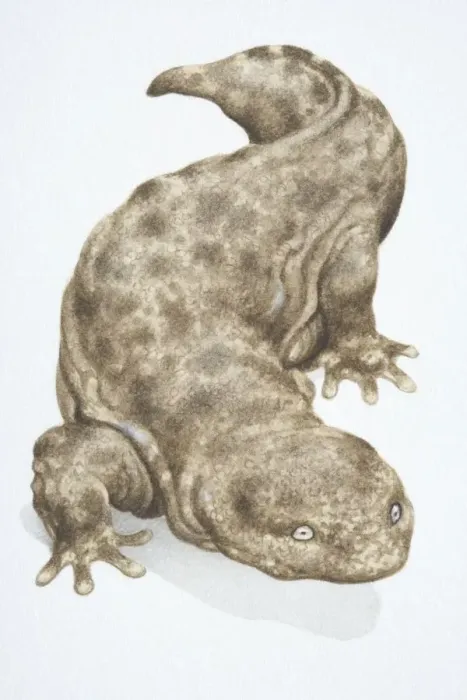 Framed Print : Japanese Giant Salamander, Andrias japonicus, brown grey blotchy lizard walking forwards Framed Print : Japanese Giant Salamander, Andrias japonicus, brown grey blotchy lizard walking forwards