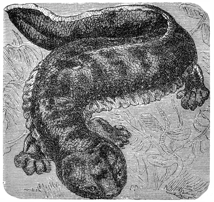 Framed Print : Japanese giant salamander (Andrias japonicus) Framed Print : Japanese giant salamander (Andrias japonicus)