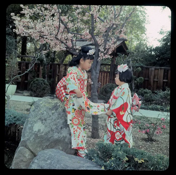 Framed Print : Japanese Girls Discussing Their Outfits Next to Blossomed Tree Framed Print : Japanese Girls Discussing Their Outfits Next to Blossomed Tree