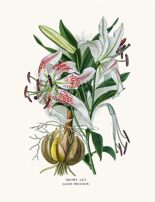 Framed Print : Japanese lily or Showy lily Framed Print : Japanese lily or Showy lily