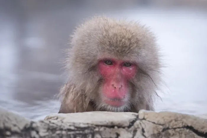Framed Print : Japanese Macaque Bathing in a Hot Spring