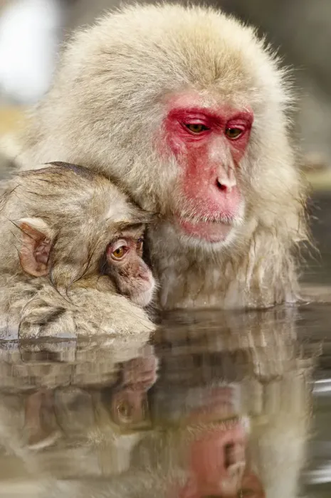 Framed Print : Japanese Macaque (Macaca fuscata)