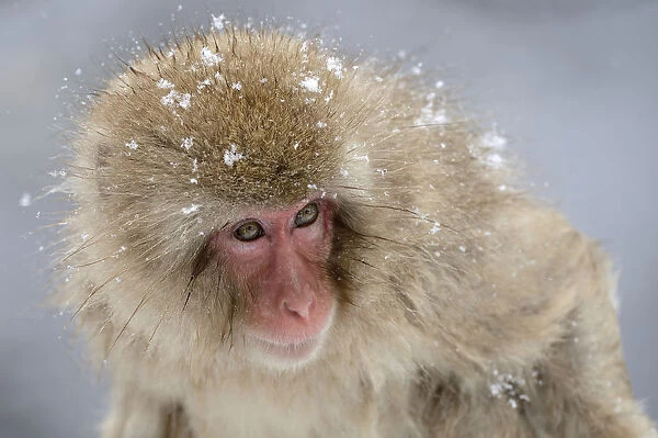 Japanese Macaque or Snow Monkey -Macaca fuscata-, Affenpark Jigokudani, Nagano Prafektur, Japan