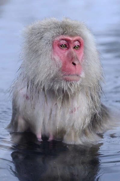 Japanese Macaque or Snow Monkey -Macaca fuscata-, taking a bath in a hot spring, Affenpark Jigokudani, Nagano Prafektur, Japan