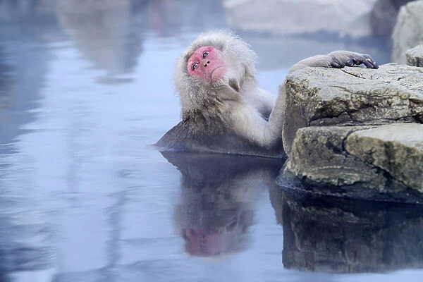 Japanese Macaque or Snow Monkey -Macaca fuscata-, taking a bath in a hot spring, Affenpark Jigokudani, Nagano Prafektur, Japan