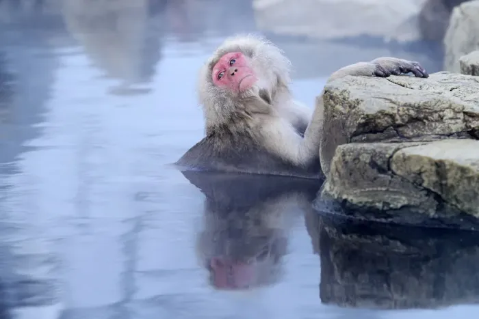 Framed Print : Japanese Macaque or Snow Monkey -Macaca fuscata-, taking a bath in a hot spring, Affenpark Jigokudani, Nagano Prafektur, Japan Framed Print : Japanese Macaque or Snow Monkey -Macaca fuscata-, taking a bath in a hot spring, Affenpark Jigokudani, Nagano Prafektur, Japan