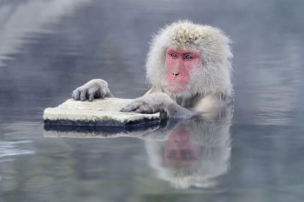 Japanese Macaque or Snow Monkey -Macaca fuscata-, holding onto a rock, Affenpark Jigokudani, Nagano Prafektur, Japan