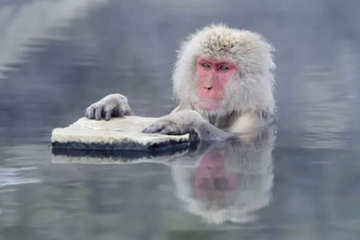 Framed Print : Japanese Macaque or Snow Monkey -Macaca fuscata-, holding onto a rock, Affenpark Jigokudani, Nagano Prafektur, Japan Framed Print : Japanese Macaque or Snow Monkey -Macaca fuscata-, holding onto a rock, Affenpark Jigokudani, Nagano Prafektur, Japan