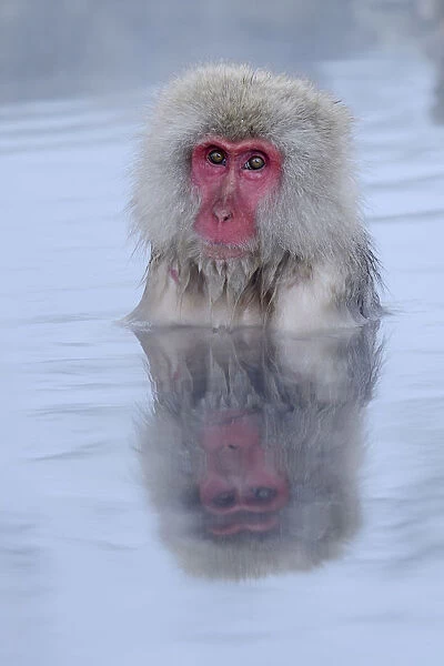 Japanese Macaque or Snow Monkey -Macaca fuscata-, taking a bath in a hot spring, with reflection, Affenpark Jigokudani, Nagano Prafektur, Japan