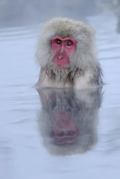 Framed Print : Japanese Macaque or Snow Monkey -Macaca fuscata-, taking a bath in a hot spring, with reflection, Affenpark Jigokudani, Nagano Prafektur, Japan Framed Print : Japanese Macaque or Snow Monkey -Macaca fuscata-, taking a bath in a hot spring, with reflection, Affenpark Jigokudani, Nagano Prafektur, Japan