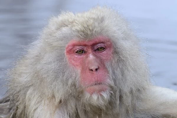 Japanese Macaque or Snow Monkey -Macaca fuscata-, portrait, Affenpark Jigokudani, Nagano Prafektur, Japan