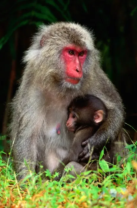 Framed Print : Japanese Macaque and young (Macaca fuscata), Nagano, Japan Framed Print : Japanese Macaque and young (Macaca fuscata), Nagano, Japan