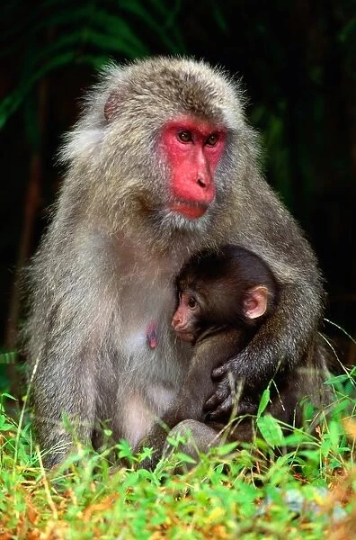 Japanese Macaque and young (Macaca fuscata), Nagano, Japan