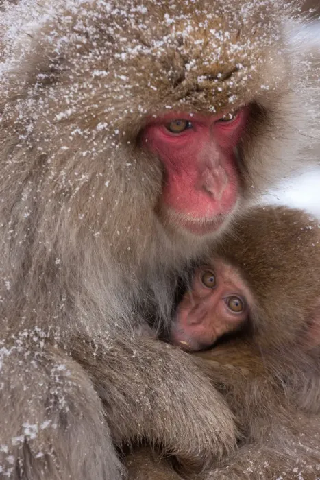 Framed Print : Japanese Macaques, Japanese Alps, Honshu Island, Japan Framed Print : Japanese Macaques, Japanese Alps, Honshu Island, Japan