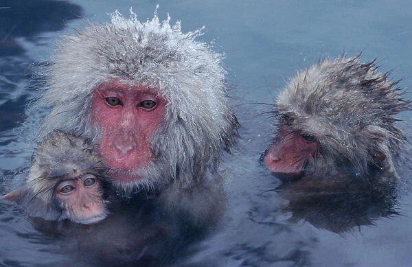 Three Japanese macaques (Macaca fuscata) monkeys in hot spring