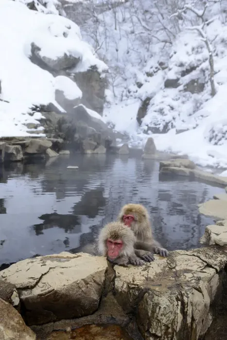 Framed Print : Japanese Macaques or Snow Monkeys -Macaca fuscata-, taking a bath in a hot spring, Affenpark Jigokudani, Nagano Prafektur, Japan Framed Print : Japanese Macaques or Snow Monkeys -Macaca fuscata-, taking a bath in a hot spring, Affenpark Jigokudani, Nagano Prafektur, Japan
